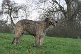 IRISH WOLFHOUND 390